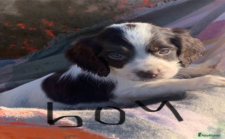 Cocker Spaniel dogs Cocker spaniel puppies - Advert 1