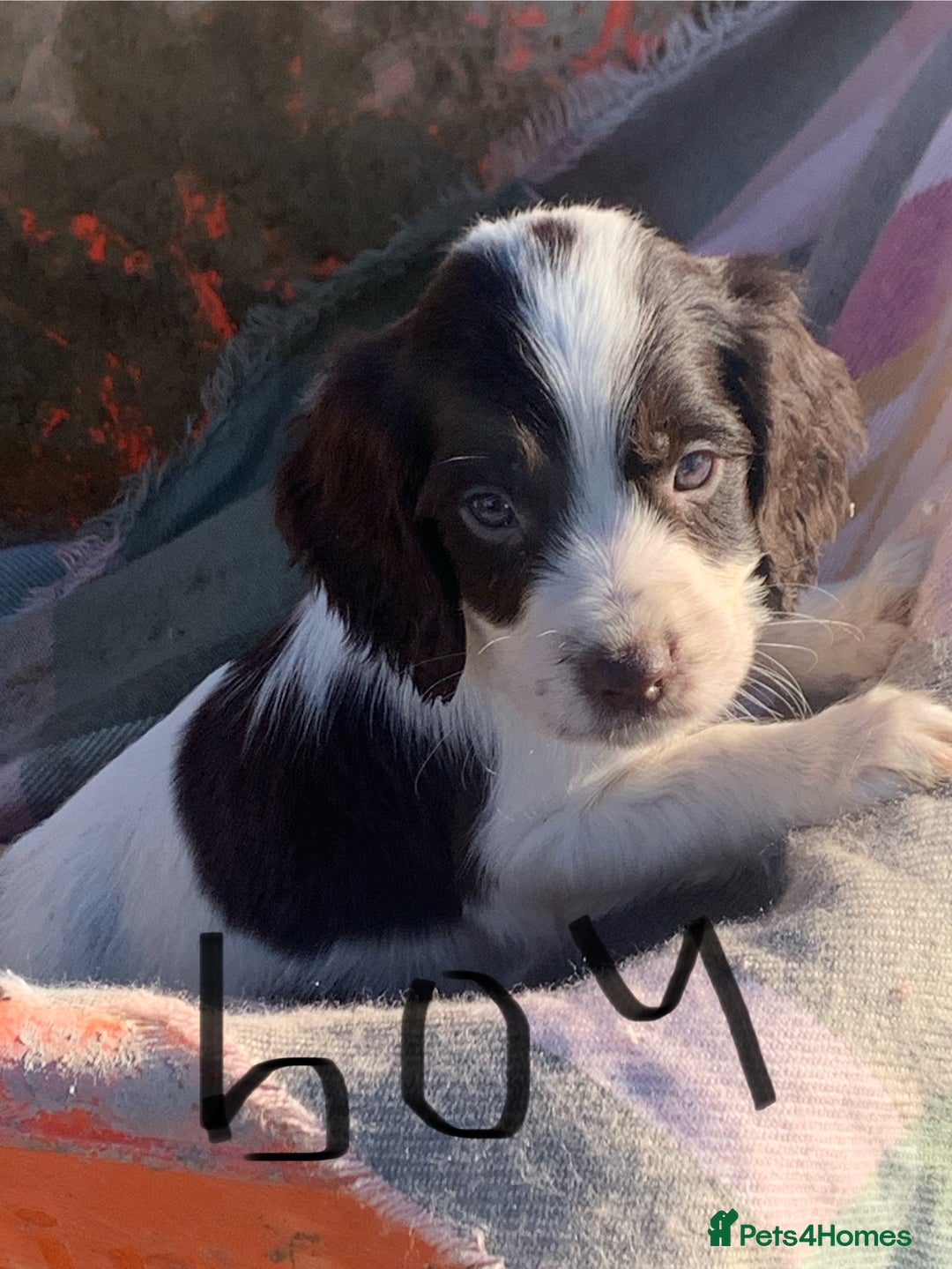 Cocker Spaniel dogs for sale: Cocker spaniel puppies  - Advert 1