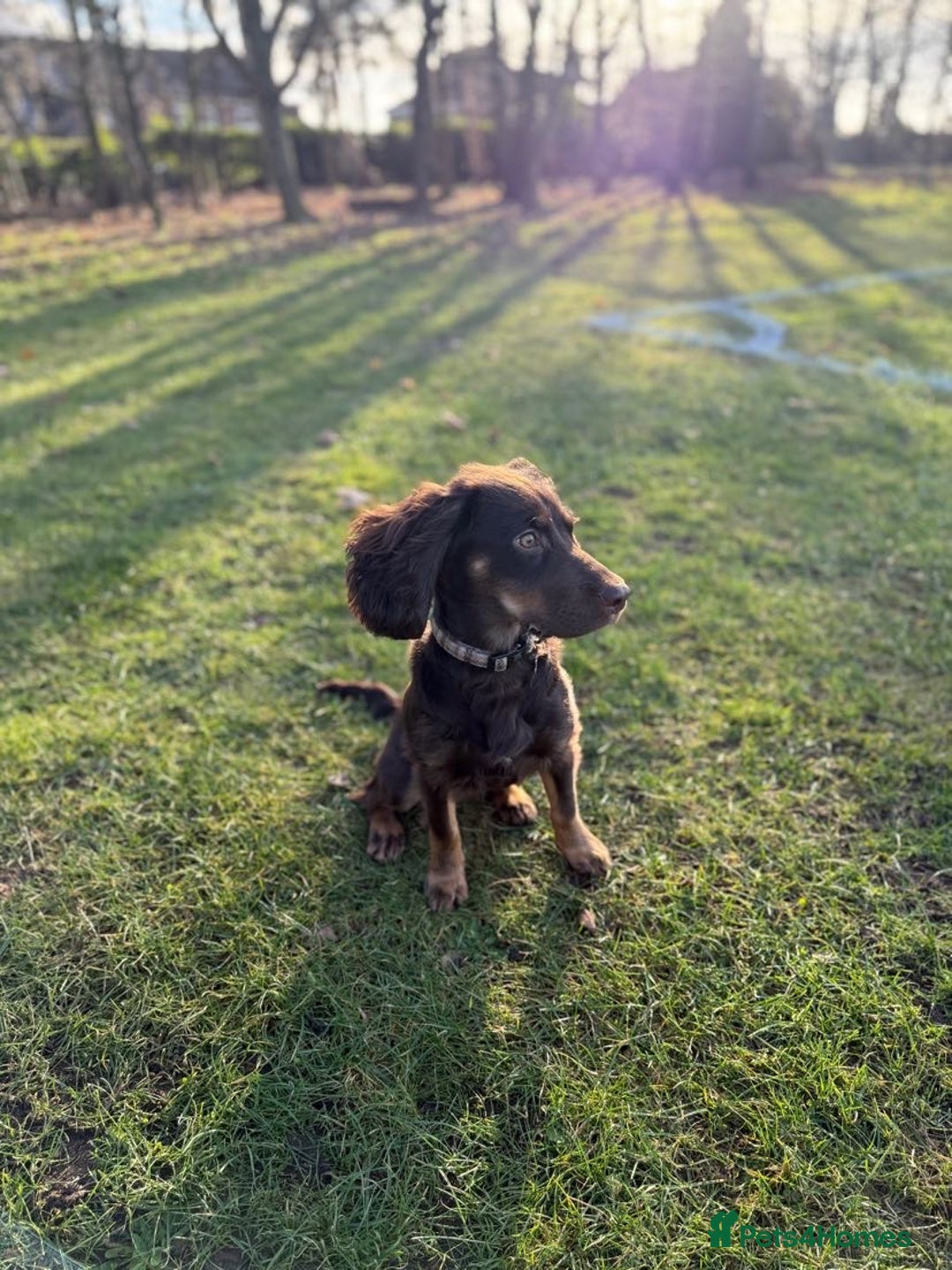 Sprocker dogs for stud: ⭐ Sprocker available for stud 🐶⭐  - Image 4