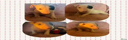English Bull Terrier dogs for sale: Beautiful puppies in Edinburgh - Advert 12