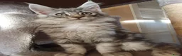 Maine Coon cats for sale: TICA REGISTERED GORGEOUS MAINE COONKITTENS - Advert 20