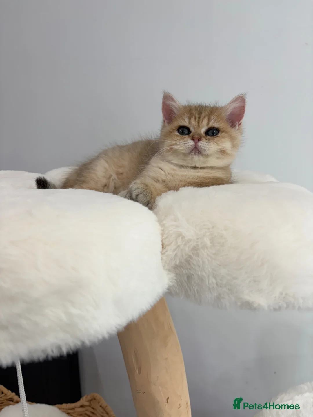 British Shorthair cats for sale: Beautiful GCCF Reg Golden Girl  - Advert 2