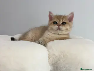 British Shorthair cats Beautiful GCCF Reg Golden Girl - Advert 6