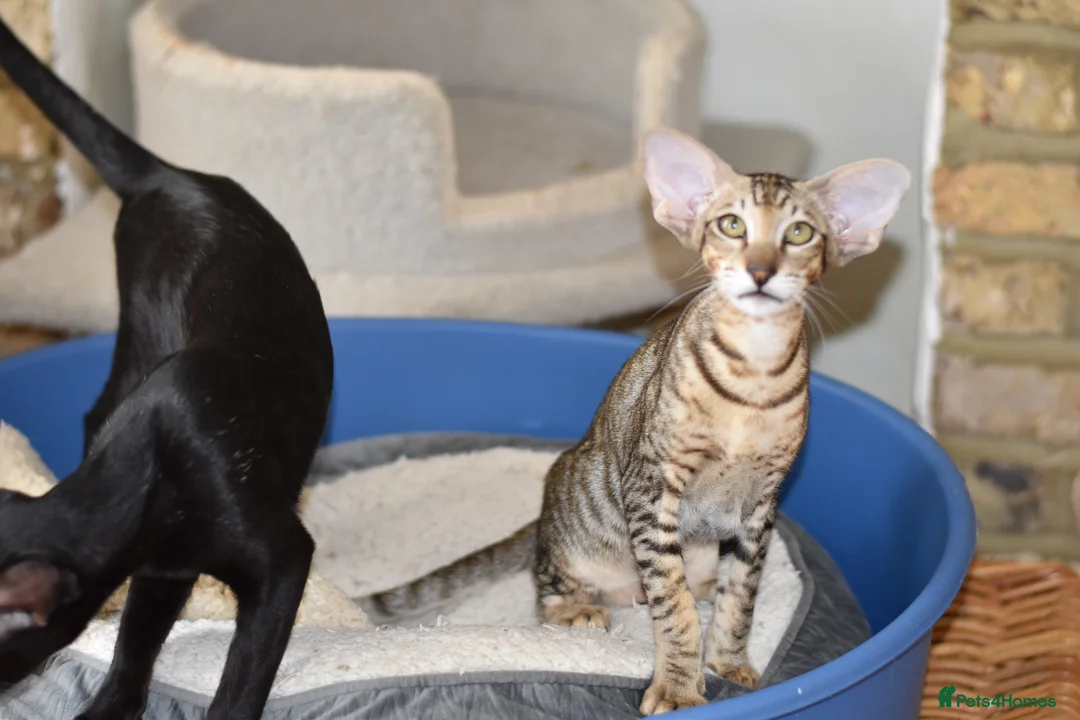 Oriental cats for sale: OSH black tabby female  - Advert 5