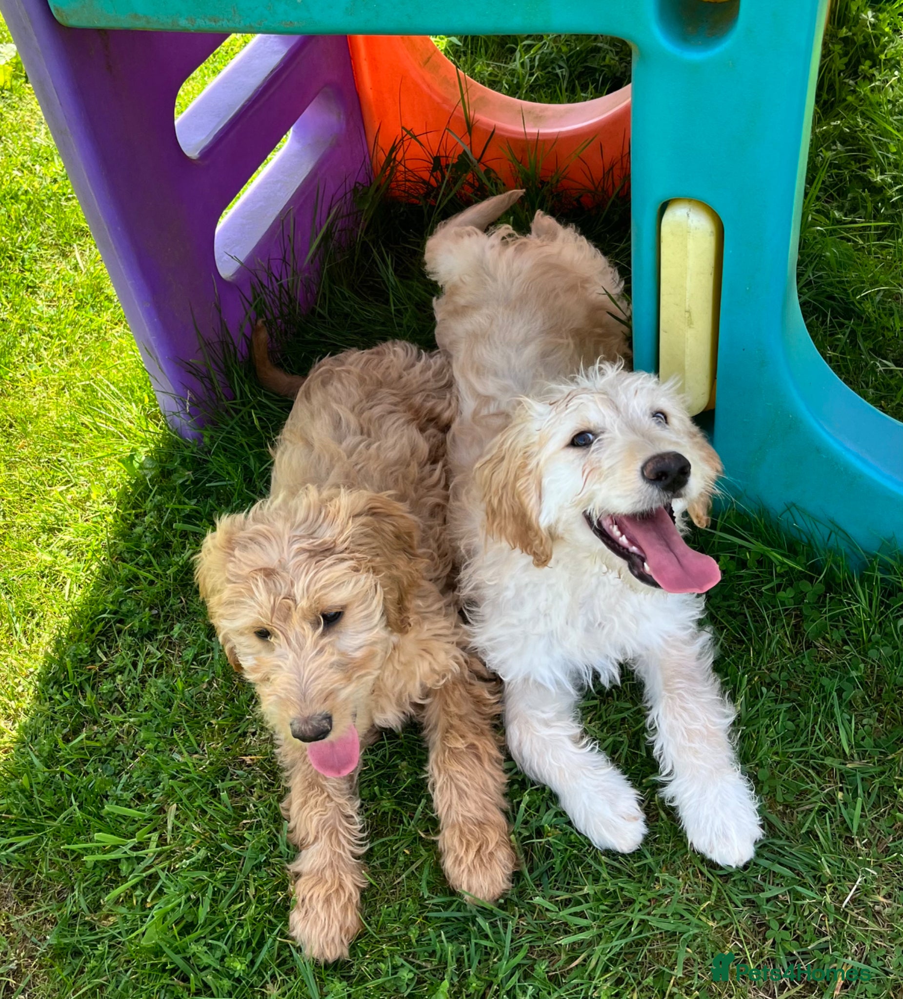 Goldendoodle dogs Stunning Goldendoodle Puppies - Advert 5