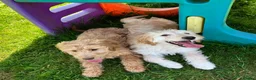 Goldendoodle dogs for sale: Stunning Goldendoodle Puppies - Advert 1