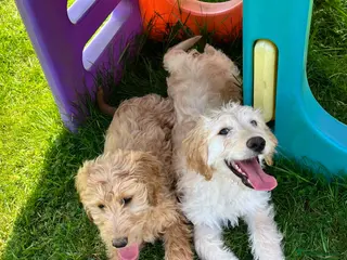 Goldendoodle dogs Stunning Goldendoodle Puppies - Advert 8
