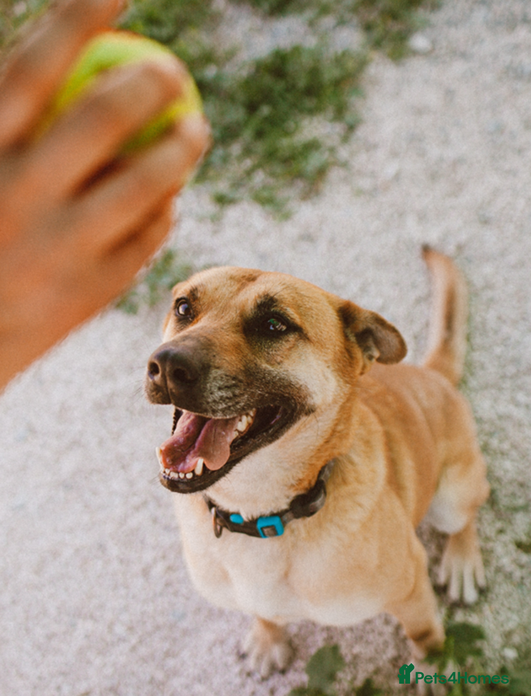 German Shepherd dogs for adoption: Kerry - the unluckiest dog at 2nd Chance - Image 2