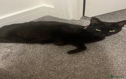 Domestic Shorthair cats for sale: Male kitten - Image 4