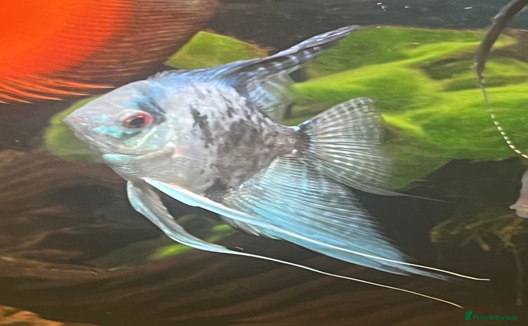 Angelfish fish - Advert 1