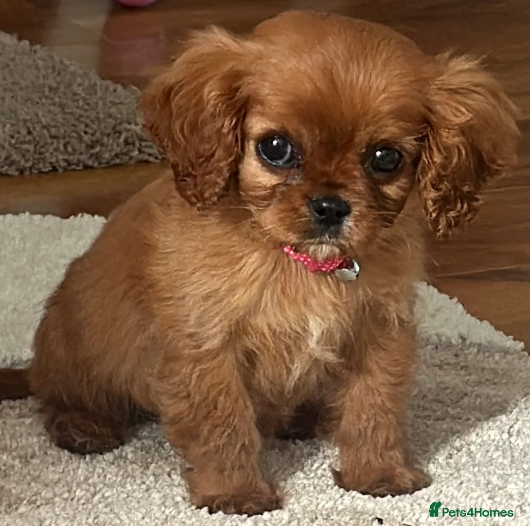 Cavalier King Charles Spaniel dogs for sale: Beautiful King Charles Cavalier fox red female  - Advert 1