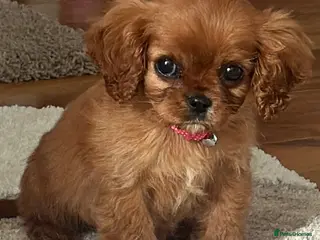 Cavalier King Charles Spaniel dogs Beautiful King Charles Cavalier fox red female - Advert 14