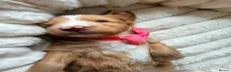 Mixed Breed dogs for sale: Stunning Australian Labradoodle Puppies  - Advert 24
