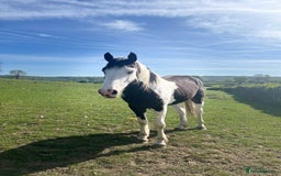Irish Sports horses for sale: CHARLIE  - Image 2