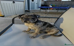 Pug dogs for sale: Beautiful female Pug - Image 2