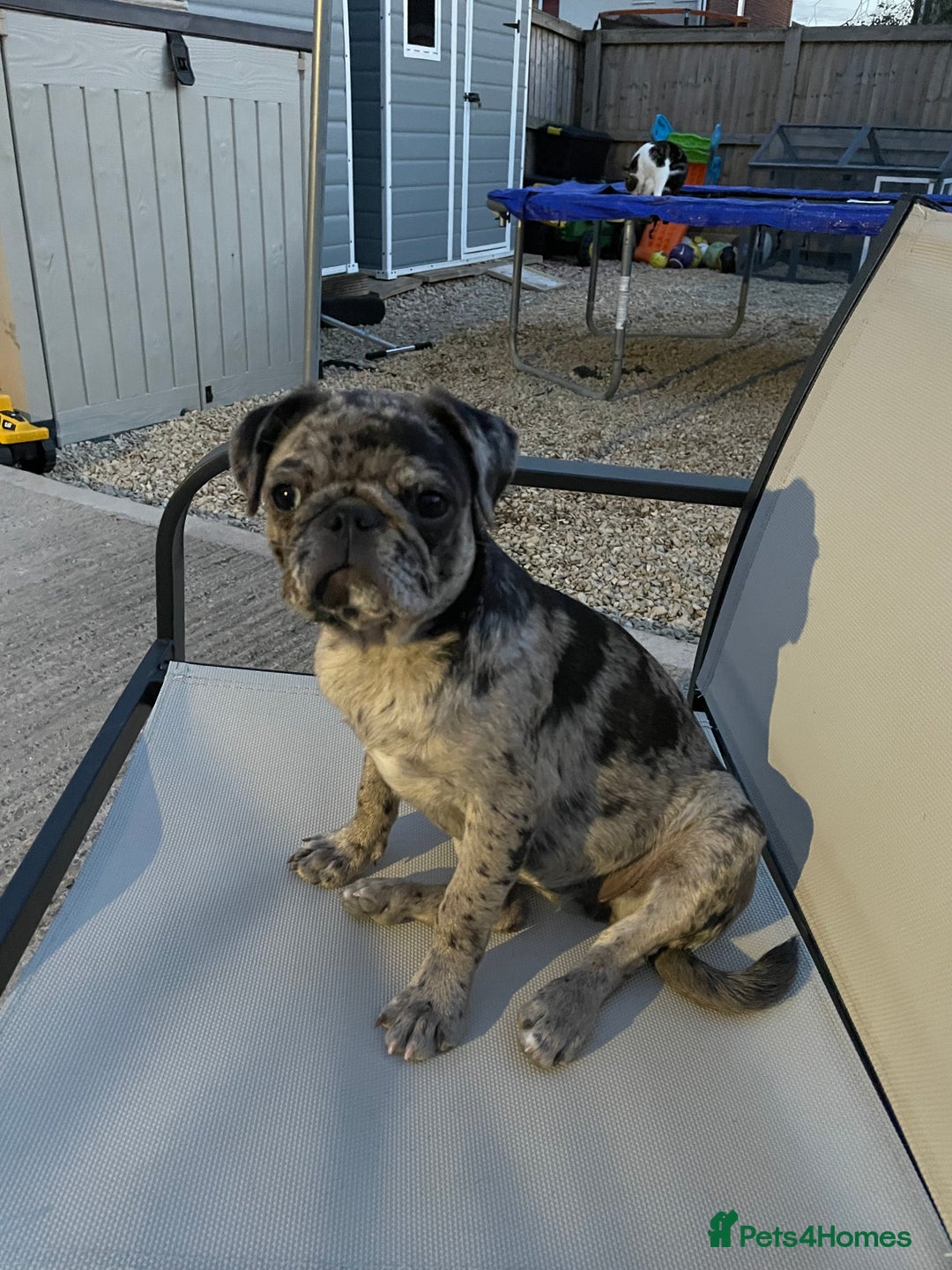 Pug dogs for sale: Beautiful female Pug - Image 2