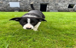 Border Collie dogs for sale: Border collie pups 🐶  - Image 9