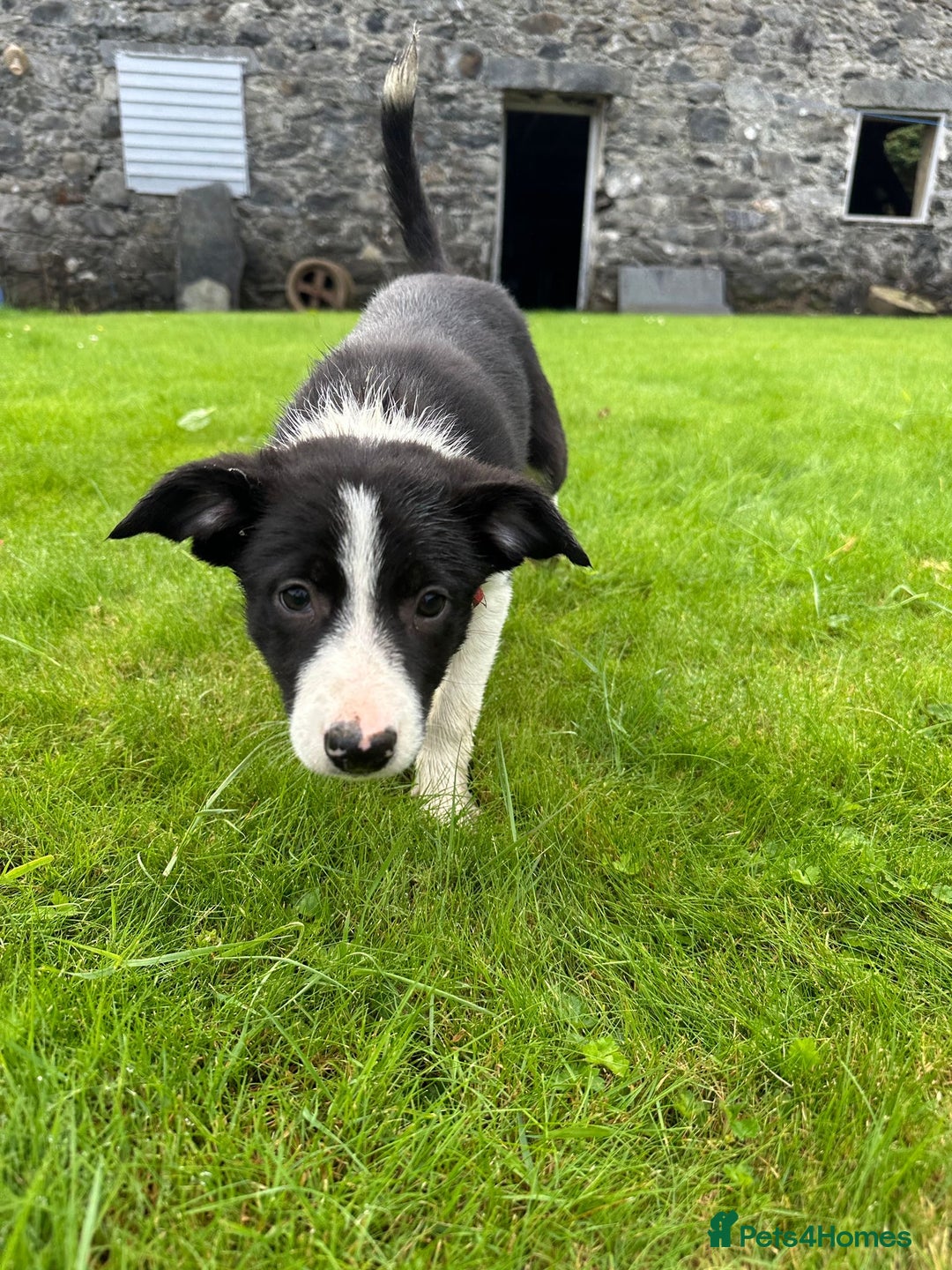 Border Collie dogs for sale: Border collie pups 🐶  - Image 9