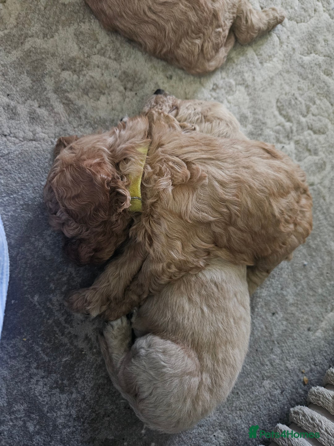 Cavapoo dogs for sale: Cavapoo Puppies  - Image 16