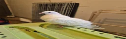 Pigeons birds for sale: 8 pigeons gaditanos for sale in Norwich - Advert 6
