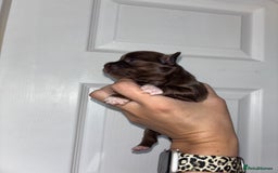 Chihuahua dogs for sale: Chocolate Girls Longhair Chihuahua  - Image 9