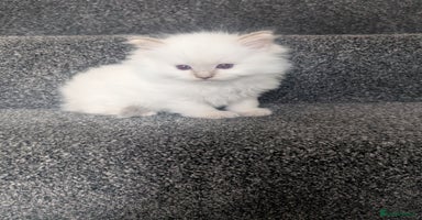 Ragdoll cats - Advert 11