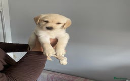 Labradoodle dogs for sale: Labradoodle puppies for sale £600-£750 - Image 3