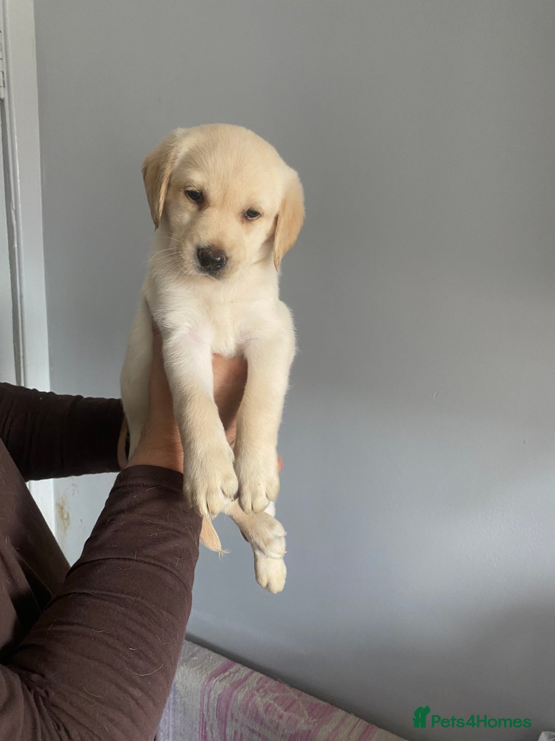 Labradoodle dogs for sale: Labradoodle puppies for sale £600-£750 - Image 3