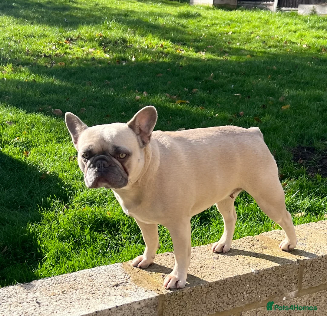 Mixed Breed dogs for sale: Mixed breed dog in Basildon - Advert 2