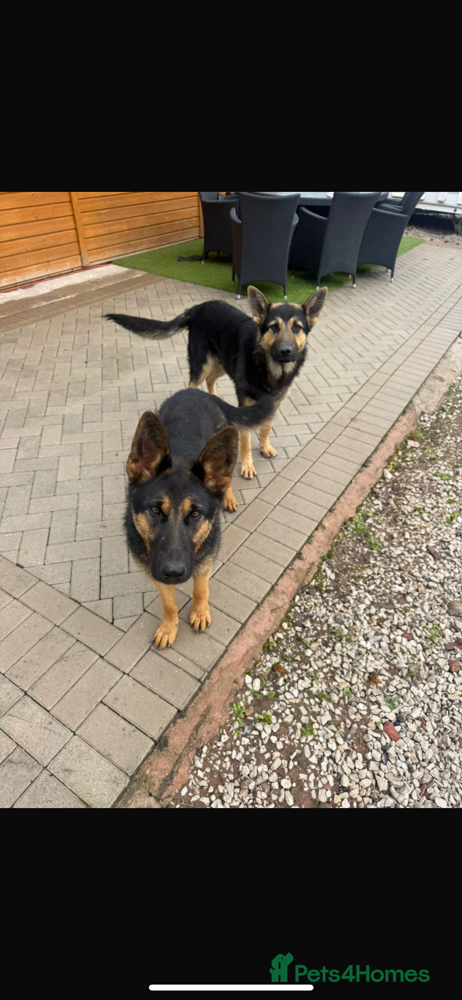 German Shepherd dogs for sale: German shepherds  - Advert 1