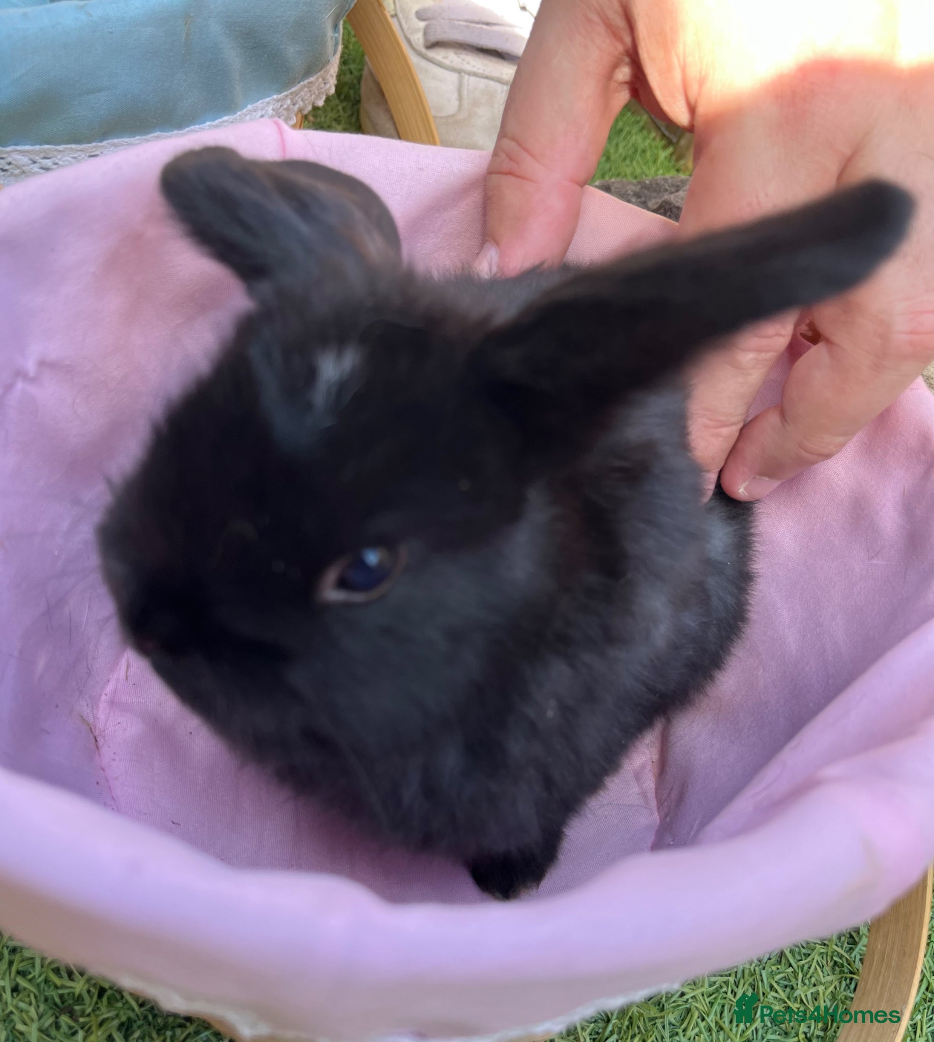 Mini Lop rabbits Late Spring babies - Advert 2