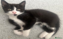 Mixed Breed cats for sale: 6 kittens for sale - Image 2