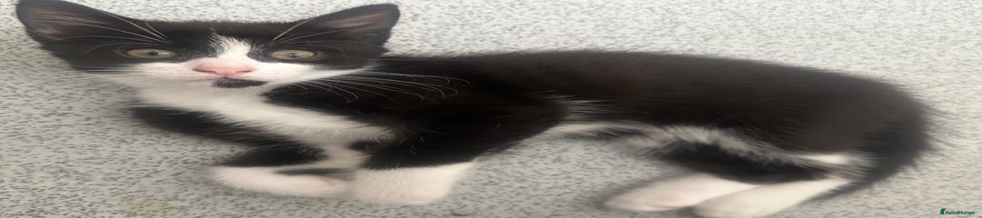 Mixed Breed Kitten 1
