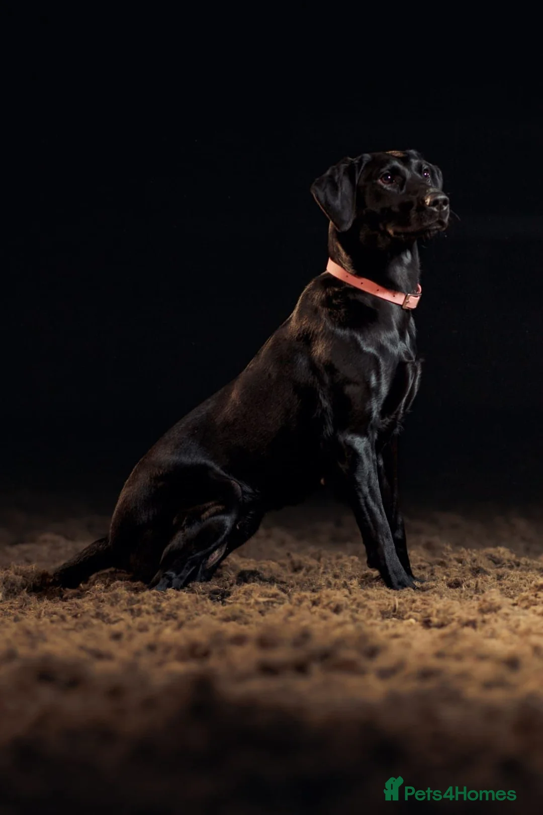 Labrador Retriever dogs for sale: K.C Reg Labrador Retriever Puppies for sale - Advert 1