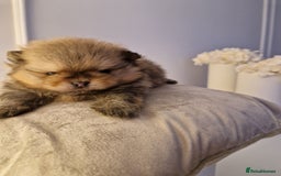 Pomeranian dogs for sale: Adorable KC Reg Pomeranian Pup– Orange Sable Boy - Image 4