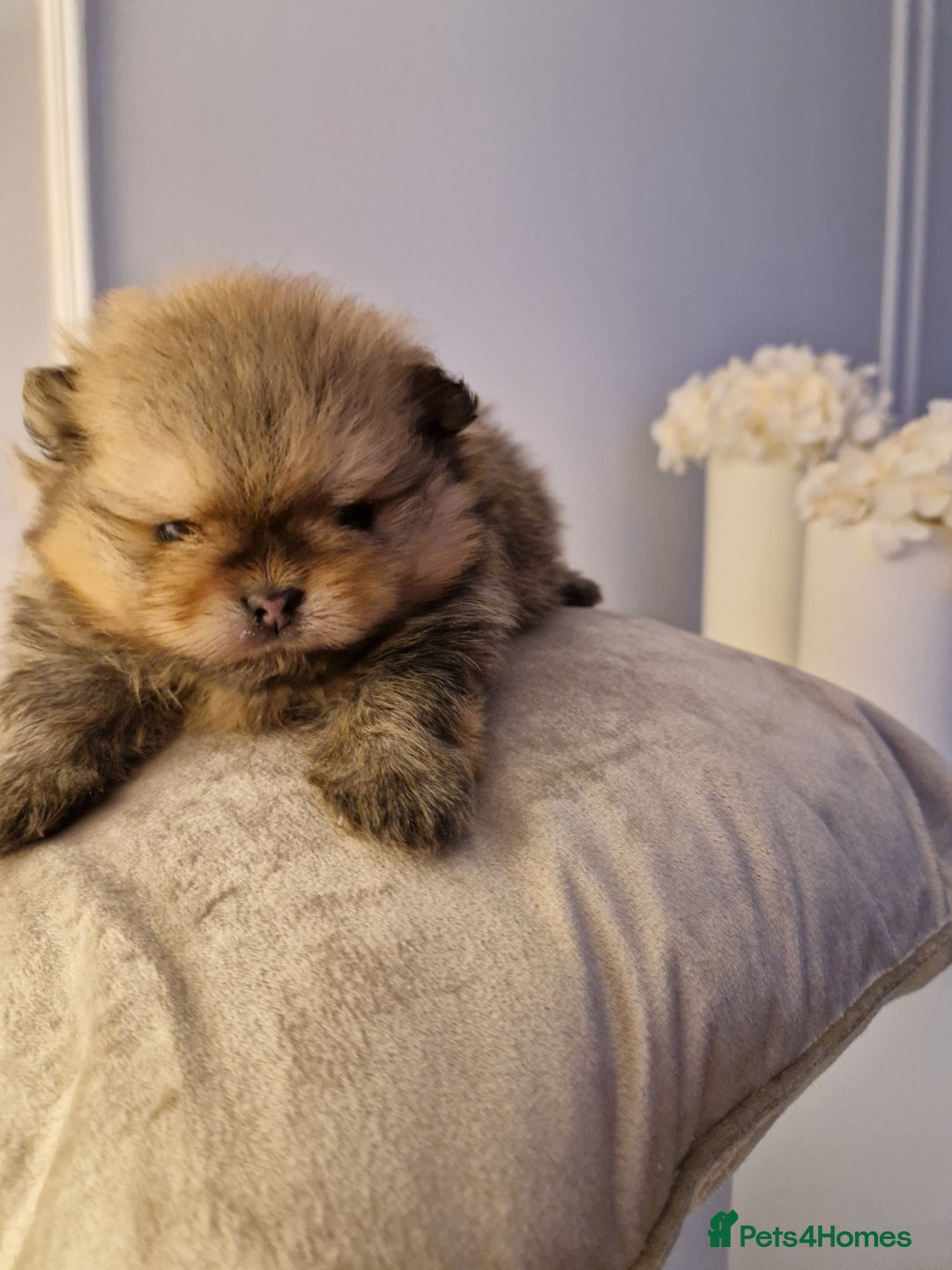 Pomeranian dogs for sale: Adorable KC Reg Pomeranian Pup– Orange Sable Boy - Image 4