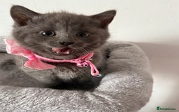 British Shorthair cats for sale: Beautiful bred British shorthairs  - Image 28