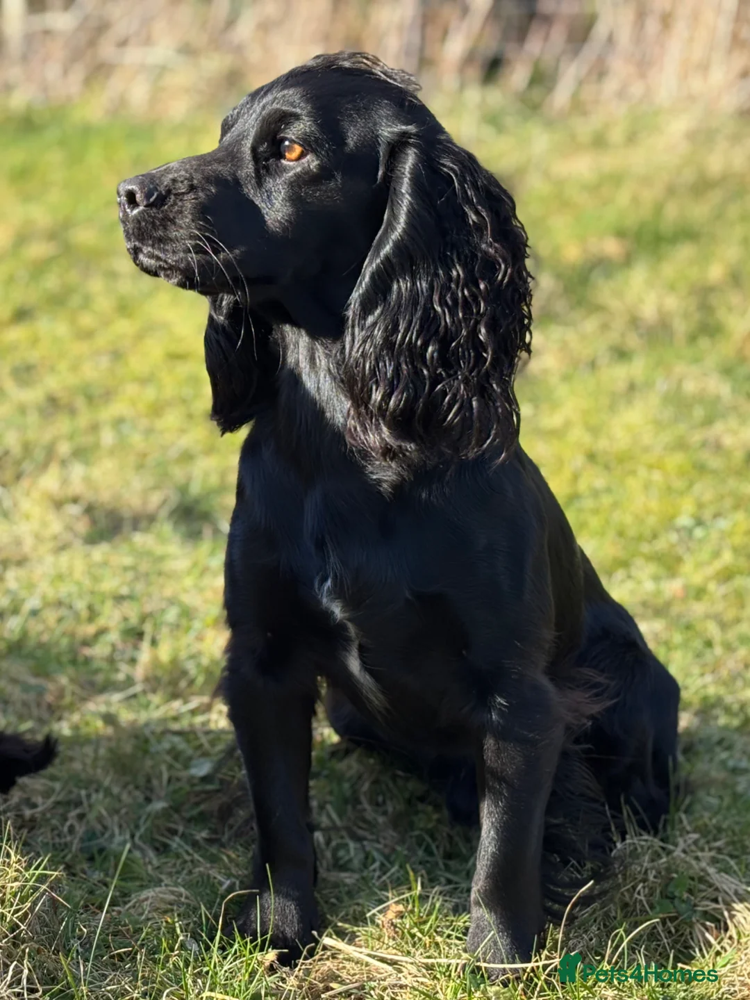Cocker Spaniel dogs for stud: FTAW Champion Bred KC reg working Cocker - Advert 2