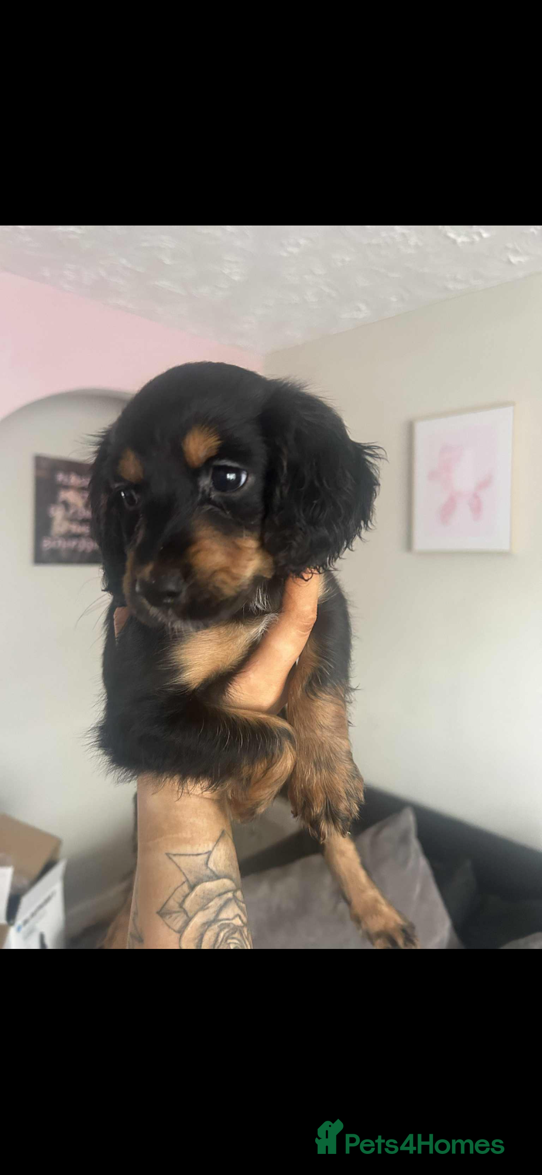 Sprocker dogs for sale:  Sprocker puppies  - Image 36