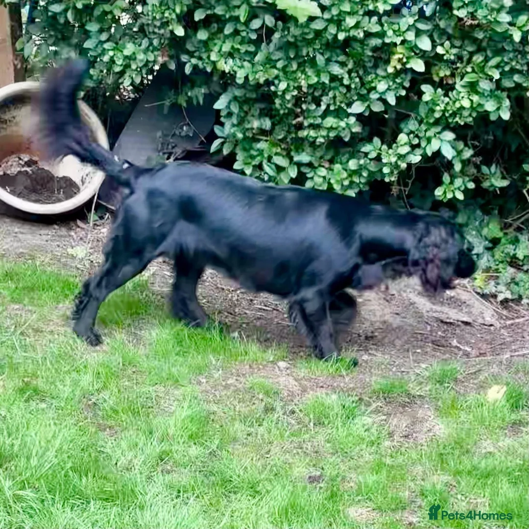 Cocker Spaniel dogs for sale: Female working cocker - Advert 2