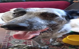 Mixed Breed dogs for adoption: 🎶 Good Golly, Miss Molly! 🎶 - Image 5