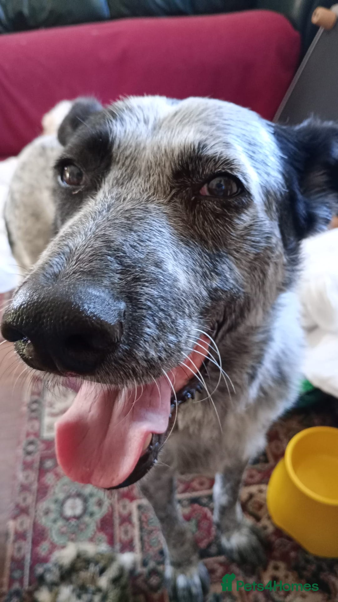 Mixed Breed dogs for adoption: 🎶 Good Golly, Miss Molly! 🎶 - Image 5
