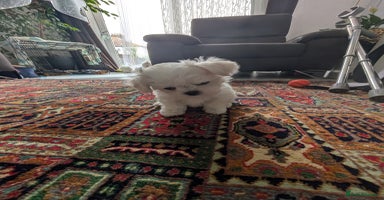 Maltese dogs - Advert 1