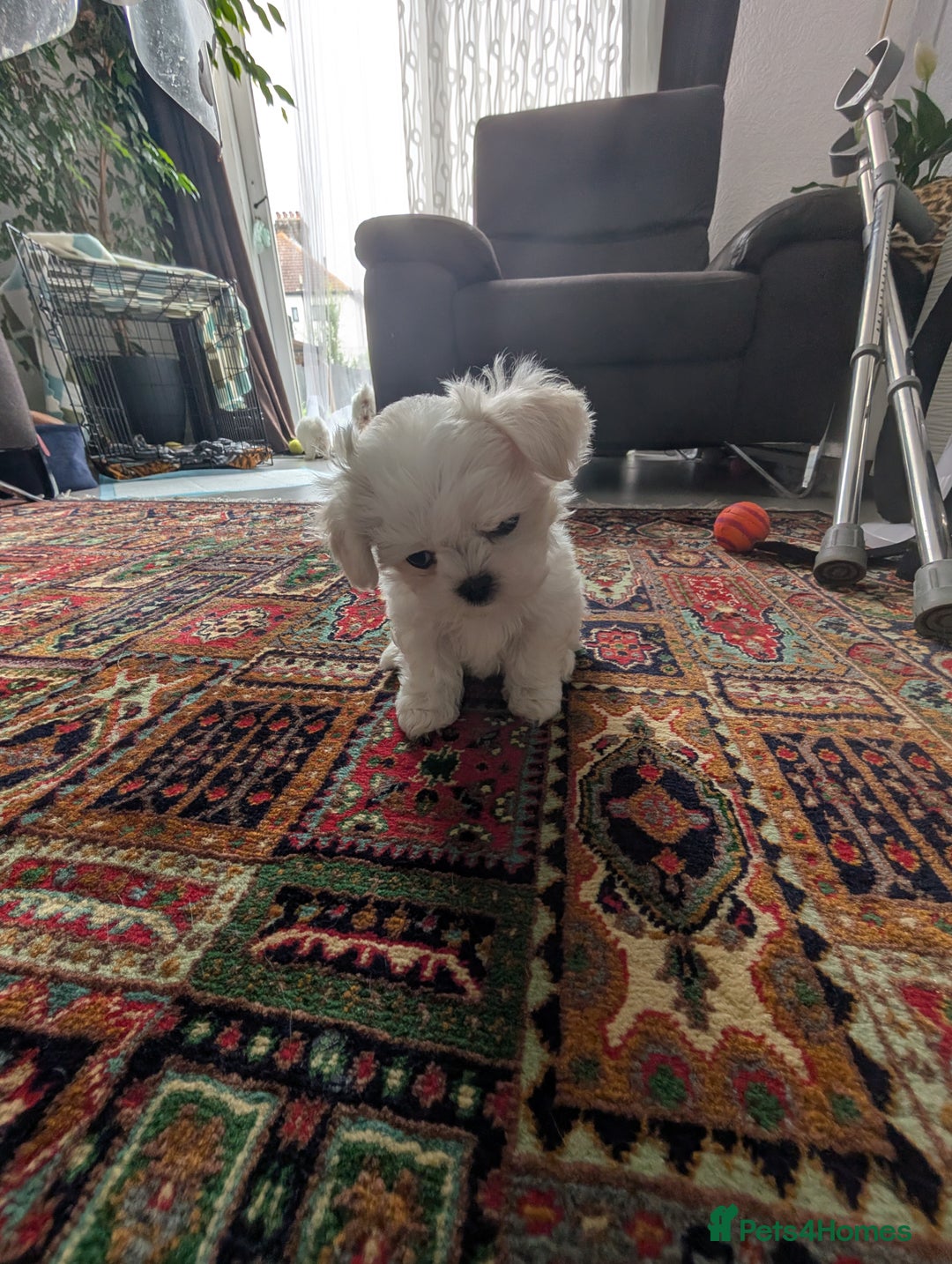 Maltese dogs for sale: Exceptional Female Korean Maltese Puppies - Image 2