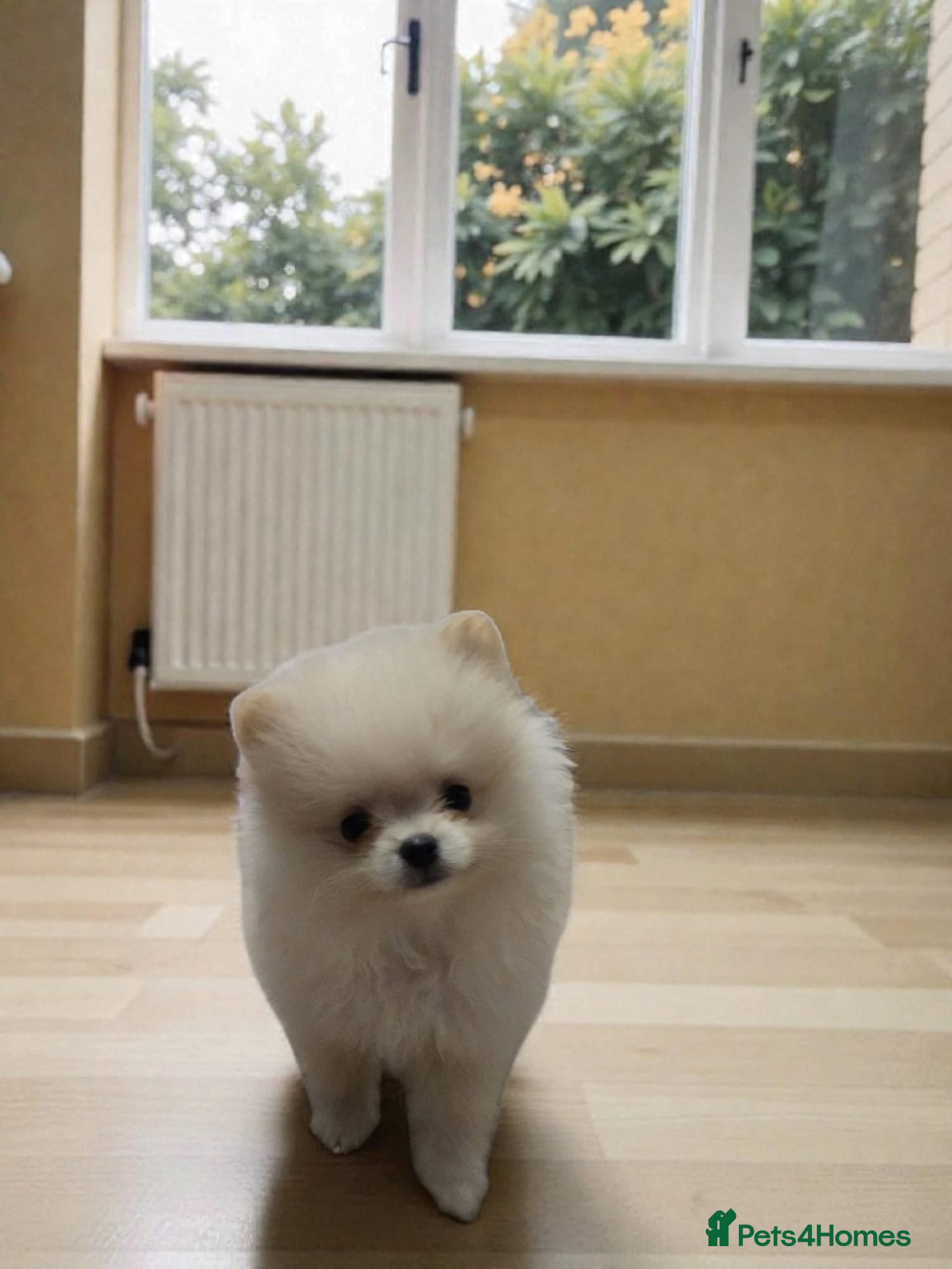 Pomeranian dogs Gorgeous KC White Pomeranians - Advert 18
