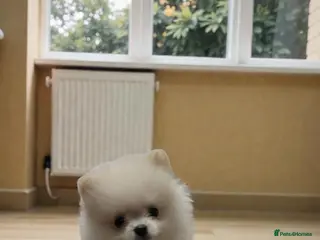 Pomeranian dogs Gorgeous KC White Pomeranians - Advert 18