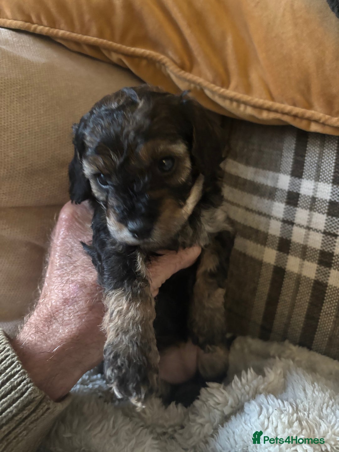 Poochon dogs for sale: Poochon F2Bs - Advert 17