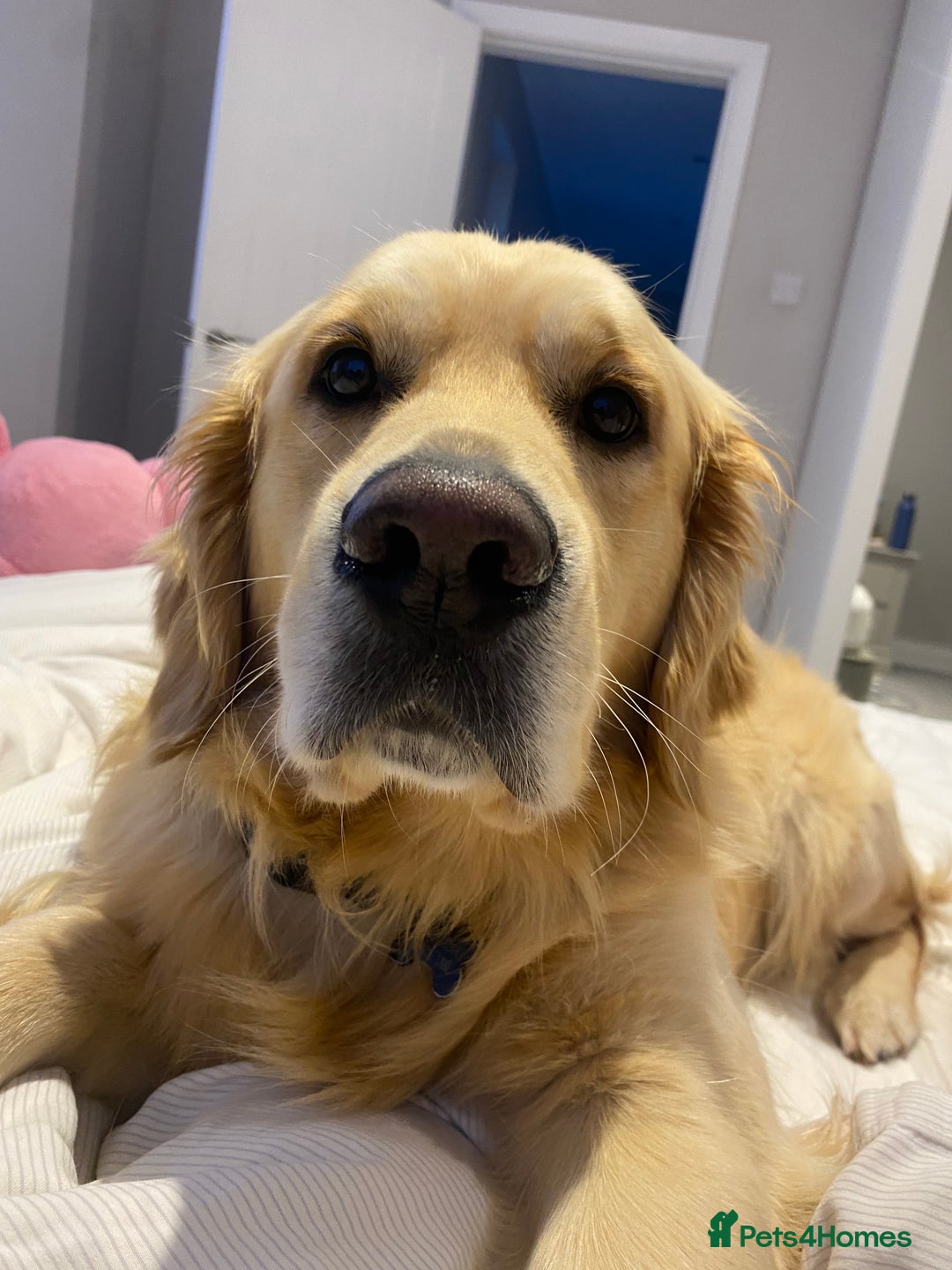 Golden Retriever dogs for stud: Golden retriever for stud  - Image 5