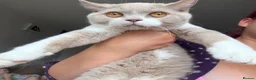 British Shorthair cats for sale: British shorthair fawn bicolour  - Advert 5
