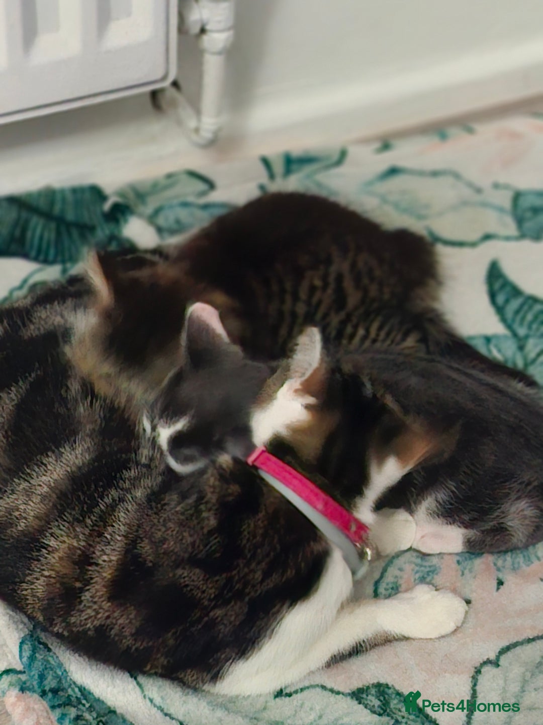 European cats for sale: Looking for new family  - Image 5